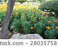Field of Marigold Flower 28035758