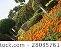 Field of Marigold Flower 28035761