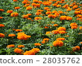 Field of Marigold Flower 28035762