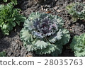 Purple vegetable with sunlight 28035763