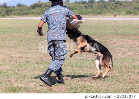 Soldiers from the K-9 dog unit Soldiers from the K-9 dog unit 28035877