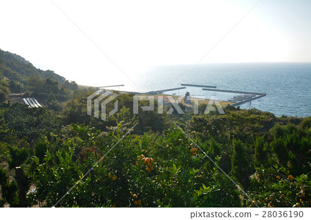 Mikijima Mandarin Orange Field Mikijima Mandarin Orange Field 28036190