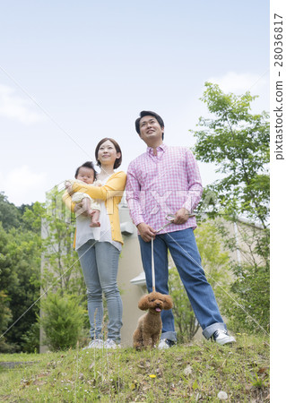 日本家庭和玩具貴賓犬 28036817