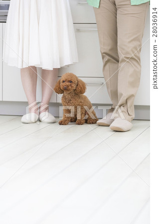 toy poodle walking