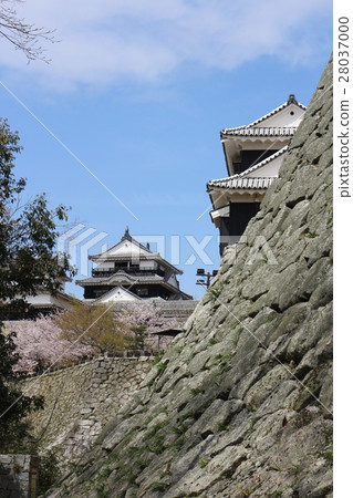 Matsuyama Castle in Spring Matsuyama Castle in Spring 28037000