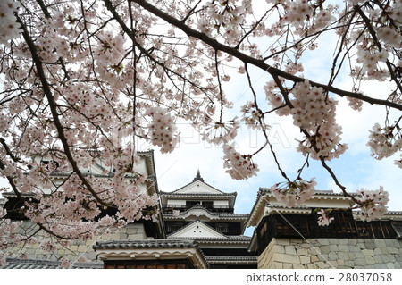 松山城堡在春天 松山城堡在春天 28037058