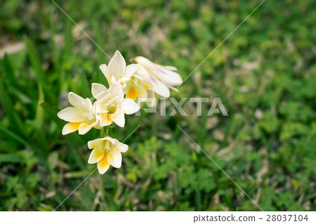 The scent of wildflowers 28037104