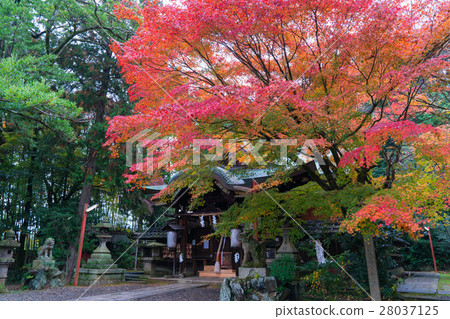Autumn leaves of Kyoto Awata Shrine Autumn leaves of Kyoto Awata Shrine 28037125