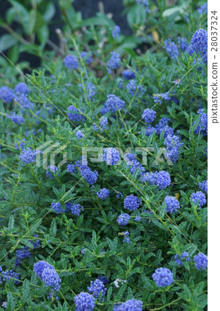 California lilac flower language is "passionate love" California lilac flower language is "passionate love" 28037324
