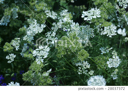 Orlea Grandy Flora The flower language is "silent" 28037372