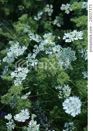 Orlea Grandy Flora The flower language is "silent" 28037373