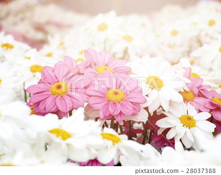 Pink flowers among white flowers 28037388