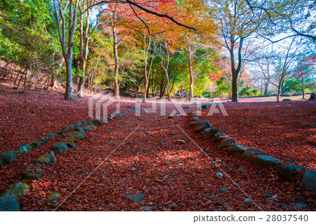 京都Arashiyama公園秋葉 京都Arashiyama公園秋葉 28037540