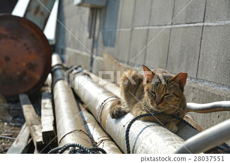 Masukijima Sakuraneko 28037551