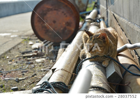 Masukijima Sakuraneko Masukijima Sakuraneko 28037552