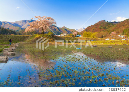 Spring rice fields and cherry blossoms and snow mountains 28037622