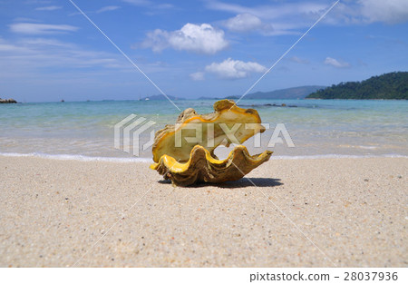 Sea shell on sand Sea shell on sand 28037936