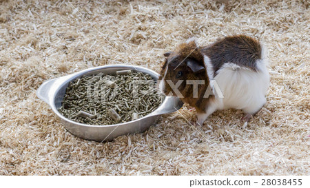 Portrait of a guinea pig Portrait of a guinea pig 28038455