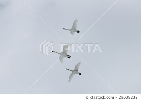Swan of Huang Lake, Niigata prefecture Swan of Huang Lake, Niigata prefecture 28039232