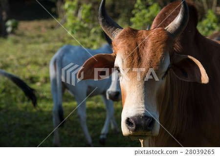 Brown young cow close up 28039265