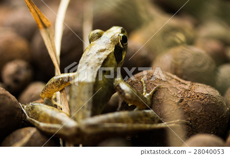 長腳赤蛙 長腳赤蛙 28040053