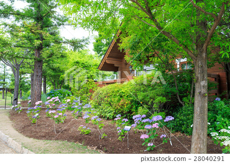 Lodge and hydrangea 28040291