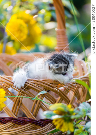 Cute kitten sitting in a basket on floral lawn Cute kitten sitting in a basket on floral lawn 28040527