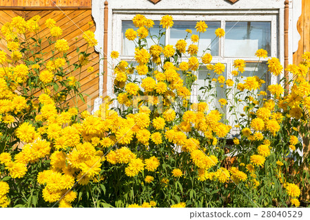 Yellow flowers in front of village house Yellow flowers in front of village house 28040529