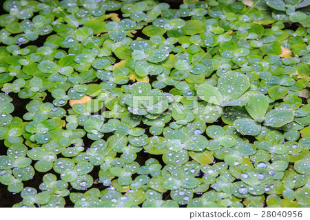 Duckweed 28040956