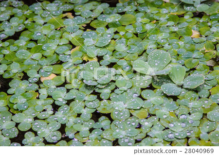 floating pista stratiotes floating pista stratiotes 28040969