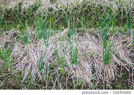 Green onion field Green onion field 28040986