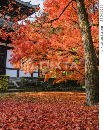 Autumn red color leaves in Kyoto, Japan 28041932