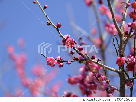 梅花 梅花 28042566