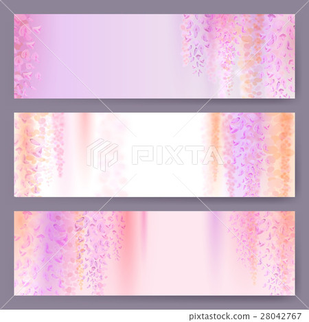 Spring background with blooming wisteria Spring background with blooming wisteria 28042767