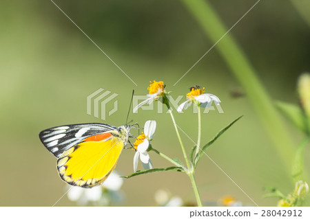 butterfly and white daisies 28042912