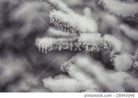 Frozen coniferous branches in white winter 28043046