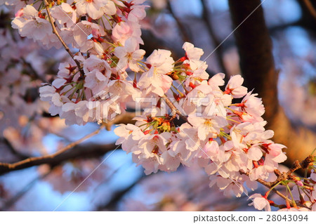 Cherry blossoms at dusk 28043094