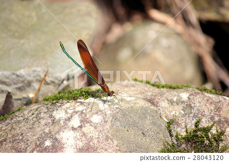 Miyama Kawatombo 28043120