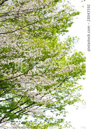 霞櫻 28043592