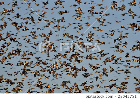 Young bird Young bird 28043751