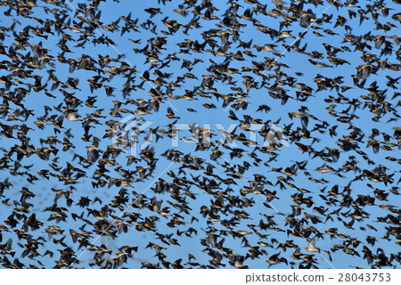 Young bird Young bird 28043753