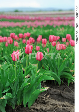Tulips in spring field Tulips in spring field 28043850