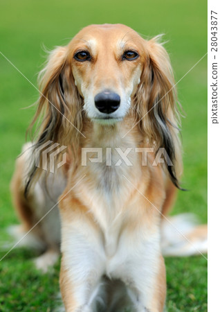 Borzoi dog in grass 28043877