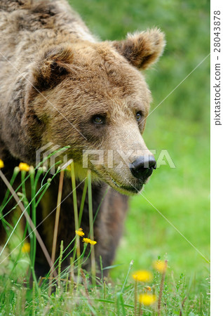 Brown bear (Ursus arctos) in nature Brown bear (Ursus arctos) in nature 28043878