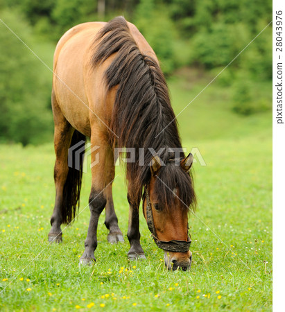 Horse Horse 28043976