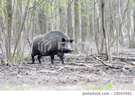 Wild boar 28043982