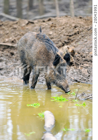 Wild boar Wild boar 28043991