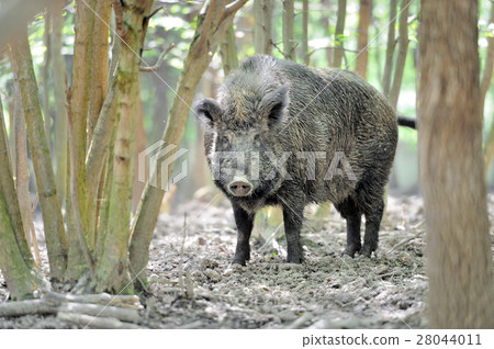 Wild boar Wild boar 28044011