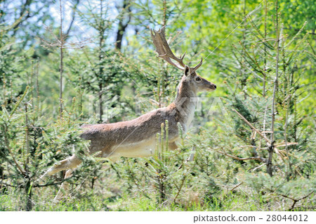 Roe deer Roe deer 28044012