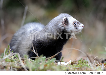Polecat Polecat 28044014